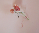 Dried flower ornaments for the holiday tree.